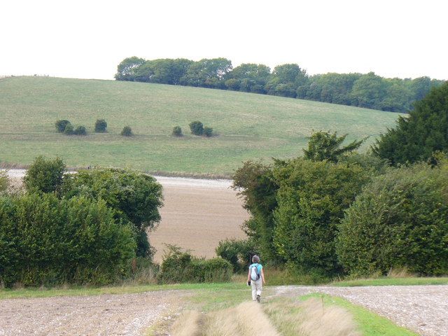 File:Barlavington Down - geograph.org.uk - 231476.jpg