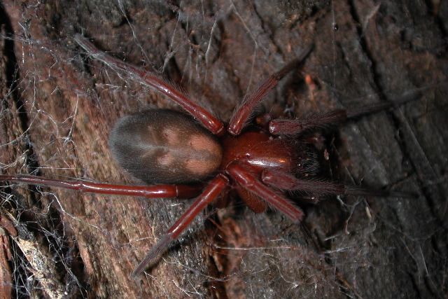 File:Callobius sp. on redwood (Marshal Hedin).jpg