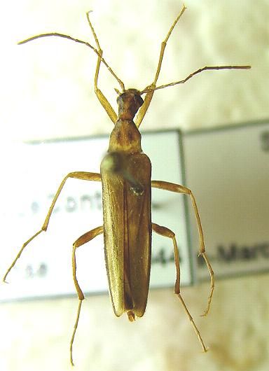 File:Cephaloon ungulare.jpg