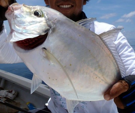 File:Coastal trevally 3.JPG