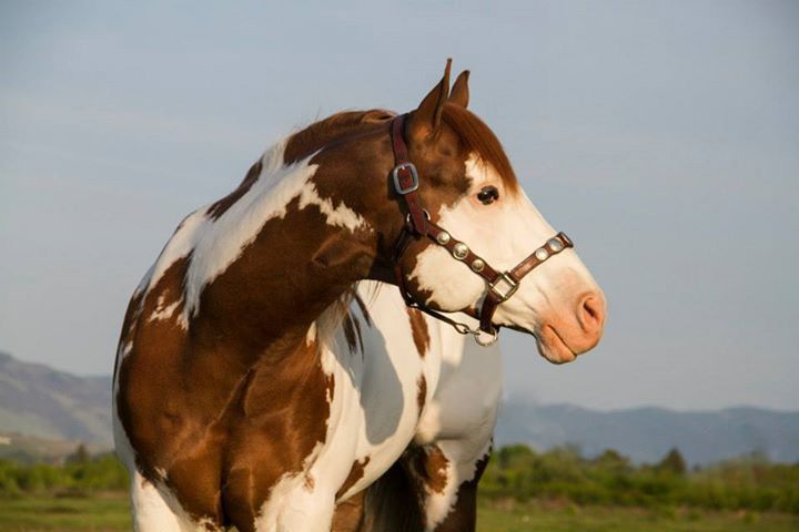 File:Dealer's pic without lead rope.jpg