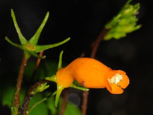 File:Gesneria pauciflora (5840516328) (cropped).jpg