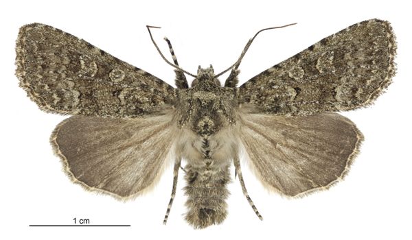 File:Graphania omicron male.jpg