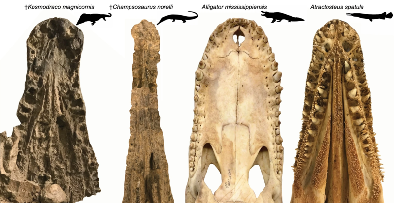 File:Kosmodraco morphology.png