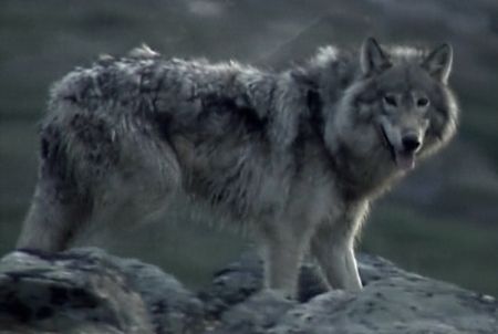 File:Labrador Wolf.jpg