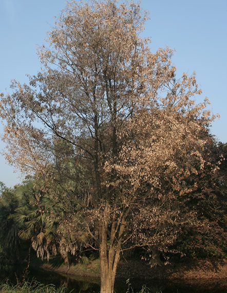 File:Leafless tree W IMG 3538.jpg