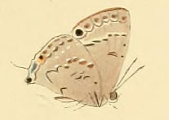 File:Leptomyrina phidias.JPG