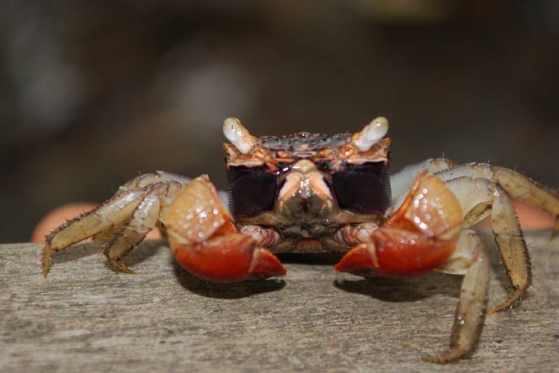 File:Mangrove crab.jpg