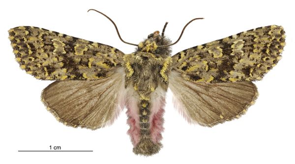 File:Meterana pictula male.jpg