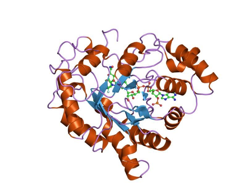 File:PDB 1pwm EBI.jpg