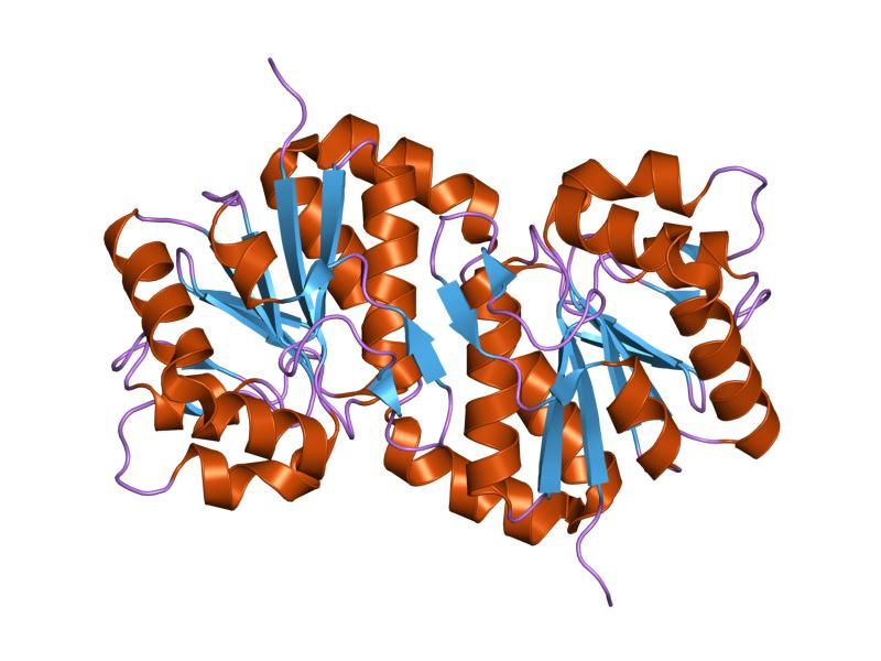 File:PDB 1ucf EBI.jpg