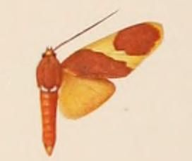 File:Paranerita triangularis.JPG