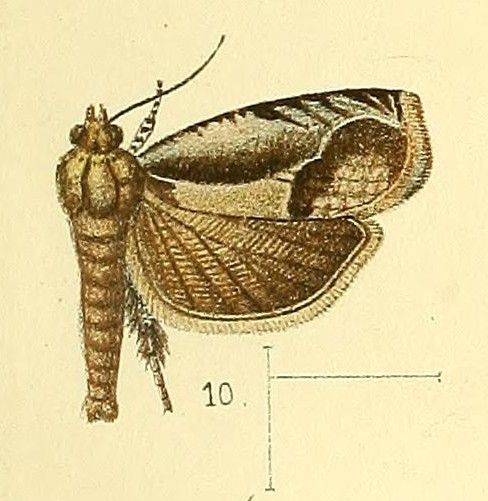 File:Pl.3-fig.10-Phaecasiophora variabilis Walsingham, 1891.jpg