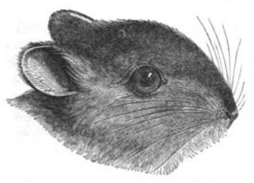 File:Reithrodon Gervais.png