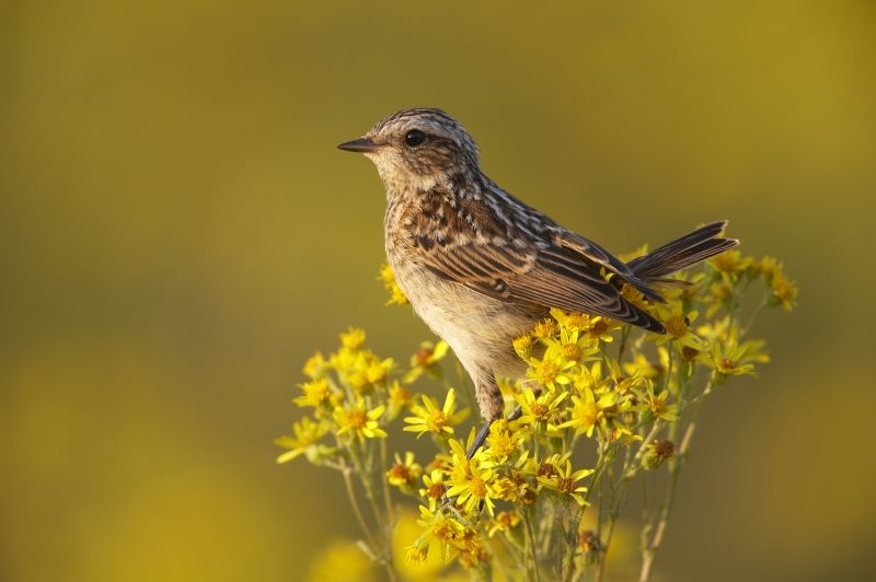 File:Saxicola rubetra juv vogelartinfo chris romeiks R7F2465.jpg