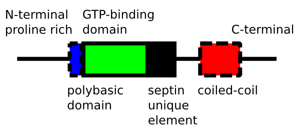 File:SeptinSequenceStructure v001.png