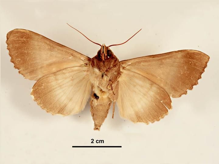 File:Serrodes campana female ventral.jpg