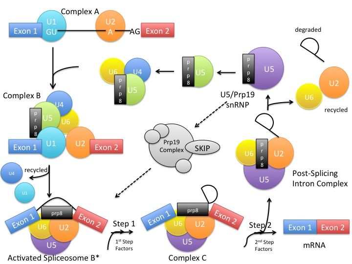 File:Slide2-splicing.jpg