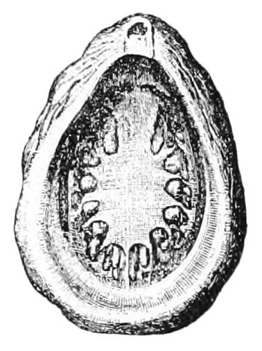 File:Tryblidium reticulatum.jpg