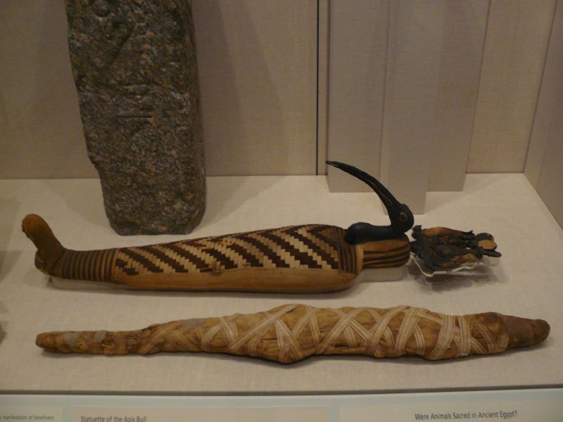 File:WLA brooklynmuseum Ibis Mummy.jpg