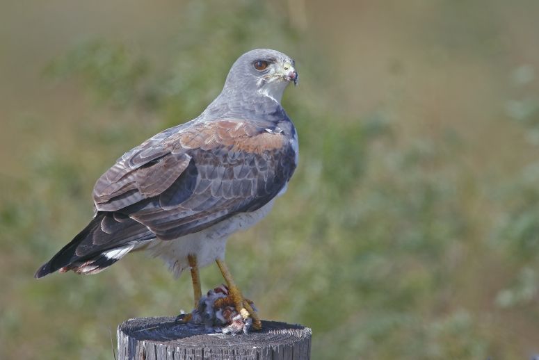 File:White-tailed Hawk.jpg