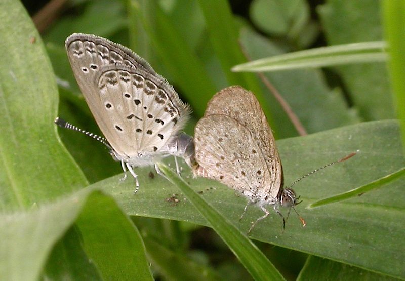 File:Zizeeria knysna HotMarina 2012-01-15 cop.jpg