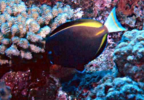 File:Acanthurus nigricans by NPS.jpg