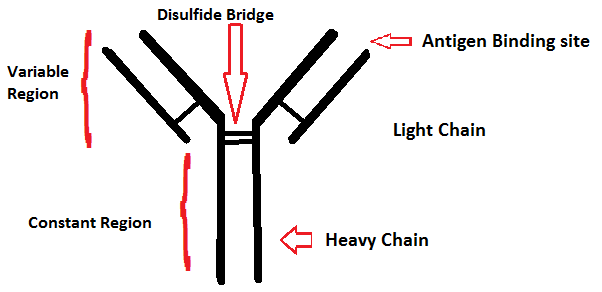 File:Antibody Structure.png