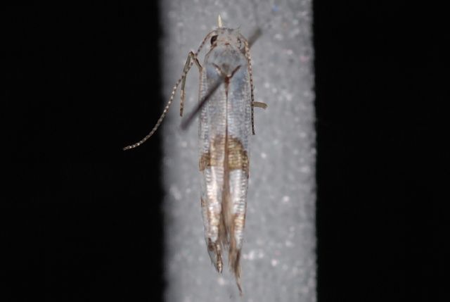 File:Argyresthia oreasella1.JPG