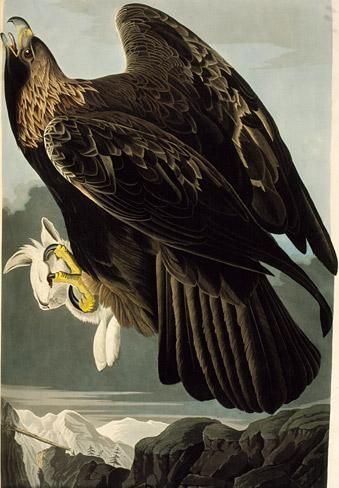 File:Audubon GoldenEagle.jpg