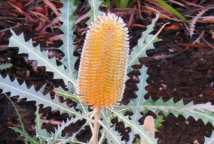 File:Banksia ashbyi OIC.jpg