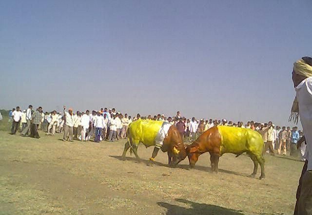 File:Buffalo fight in Chaugaon.jpg