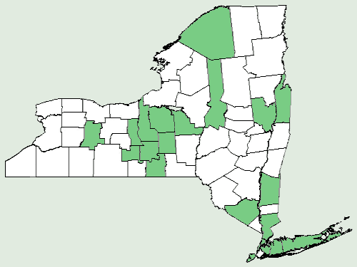 File:Centaurea × moncktonii NY-dist-map.png