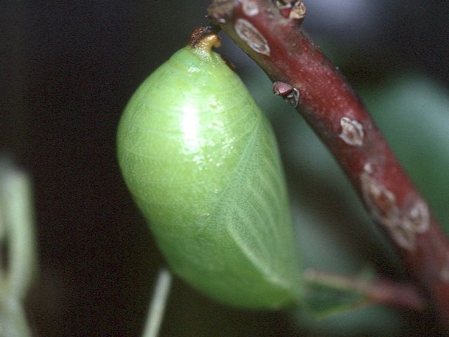 File:Charaxes jasius pupa.jpg