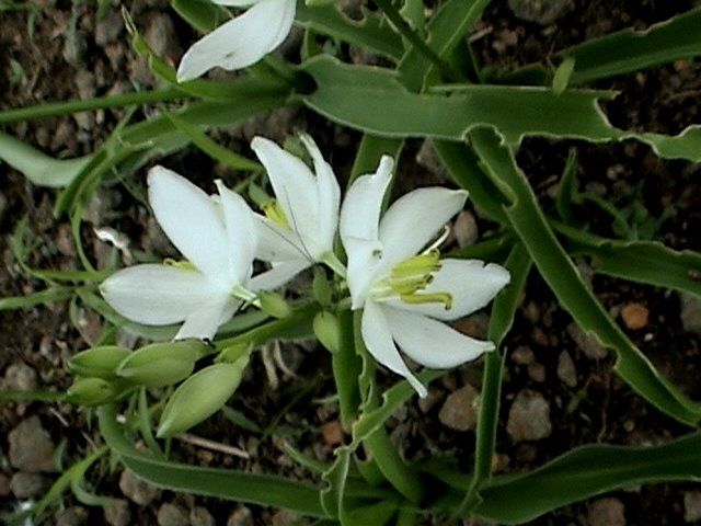 File:Chlorophytum tuberosum.jpg