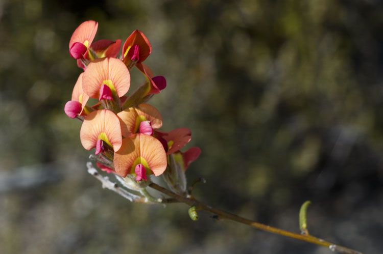 File:Chorizema uncinatum.jpg