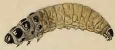 File:Coleophora pennella larva.JPG