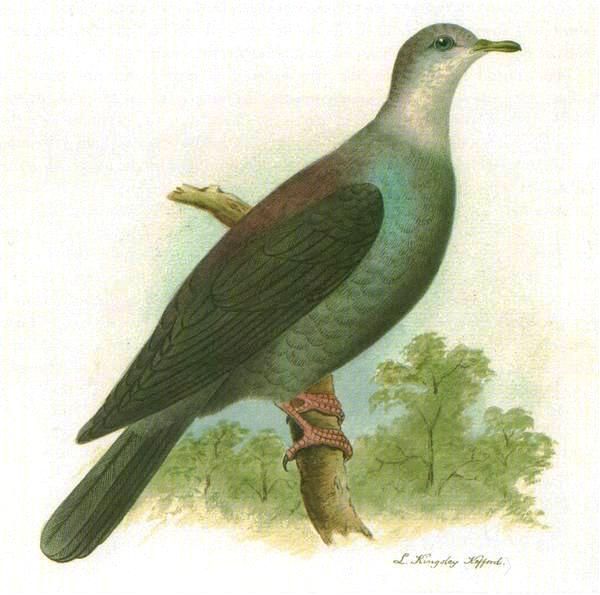 File:Columba versicolor.jpg