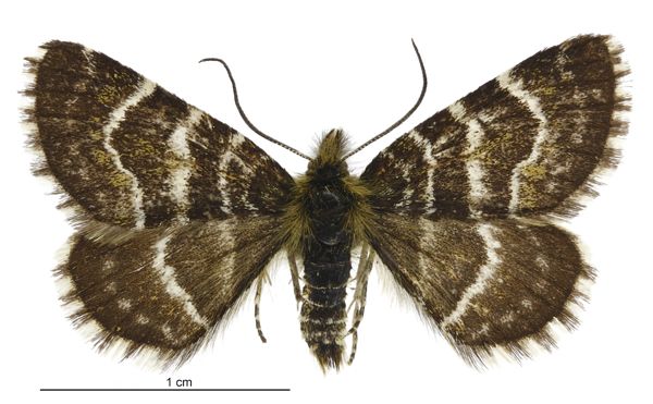 File:Dasyuris leucobathra male.jpg