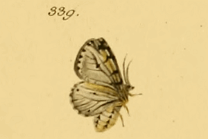 File:Diaphora luctuosa1.png