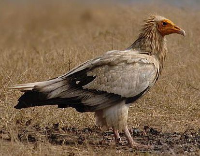 File:Egyptian vulture 2.jpg