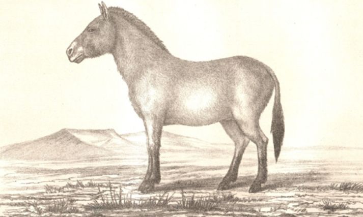 File:Equus ferus przewalskii Roborowsky.jpg