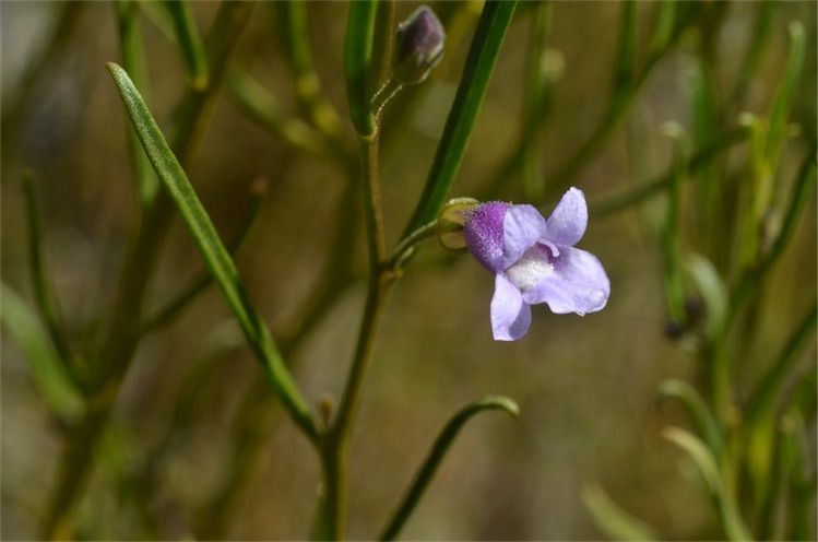 File:Eremophila phillipsii.jpg