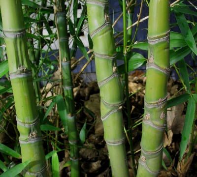 File:Golden Bamboo (Phyllostachys Aureosulcata) Compressed Internodes.jpg