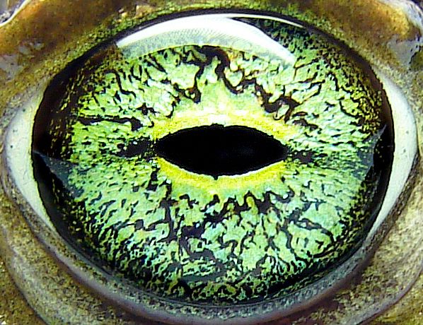 File:Green eye of Bufo viridis.jpg