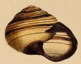 File:Helix yulei aka Marilynessa yulei.jpg