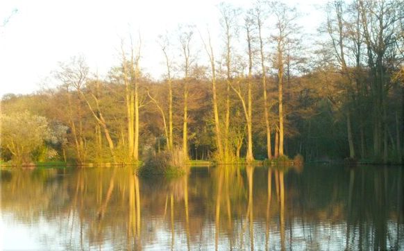 File:Henfold Lakes Morning.jpg