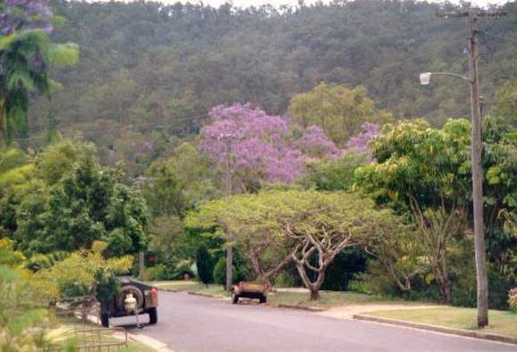 File:Jacaranda season.jpg