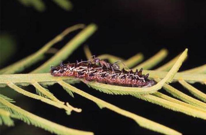 File:Jalmenus evagoras larva.jpg