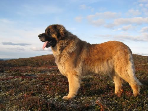 File:Leonberger male.jpg